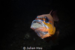Mouthbrooding Cardinalfish by Julian Hsu 